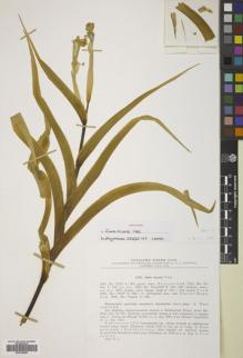 Type specimen at Edinburgh (E). Vvedensky, Aleksei: . Barcode: E00705955.