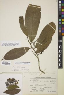 Type specimen at Edinburgh (E). Steinbach, José: 7356. Barcode: E00706139.