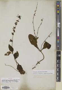 Type specimen at Edinburgh (E). Wallich, Nathaniel: 2721A. Barcode: E00706620.