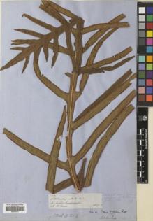 Type specimen at Edinburgh (E). Spruce, Richard: 5319. Barcode: E00707277.