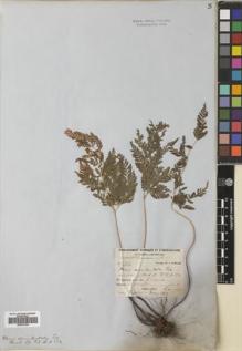 Type specimen at Edinburgh (E). Schlim, L: 482. Barcode: E00707304.