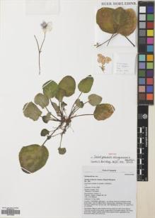 Type specimen at Edinburgh (E). Haston, Elspeth: 246. Barcode: E00708368.