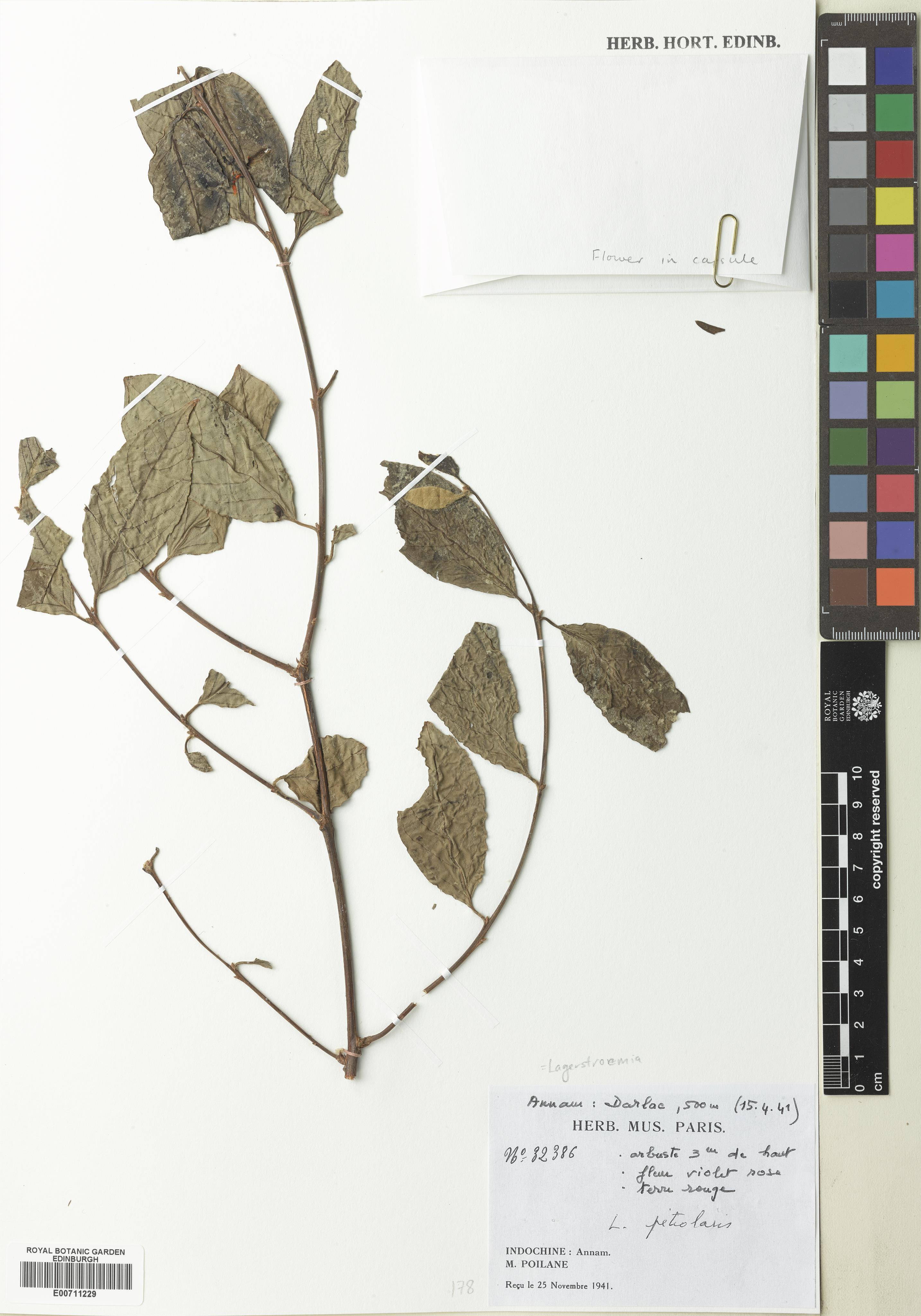 Lagerstroemia petiolaris — ảnh 2