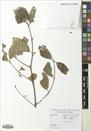 Lagerstroemia petiolaris — ảnh 3
