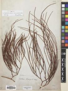 Type specimen at Edinburgh (E). Cuming, Hugh: 2346. Barcode: E00711515.
