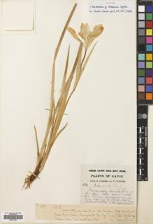 Type specimen at Edinburgh (E). Farrer, Reginald; Purdom, William: 496. Barcode: E00711784.