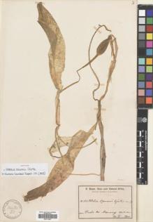 Type specimen at Edinburgh (E). Baum, Hugo: 858. Barcode: E00711957.