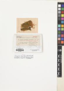 Type specimen at Edinburgh (E). Dusén, Per: 709. Barcode: E00714906.