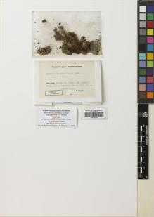 Type specimen at Edinburgh (E). Dusén, Per: . Barcode: E00715268.