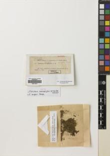 Type specimen at Edinburgh (E). Dusén, Per: 13A. Barcode: E00715279.