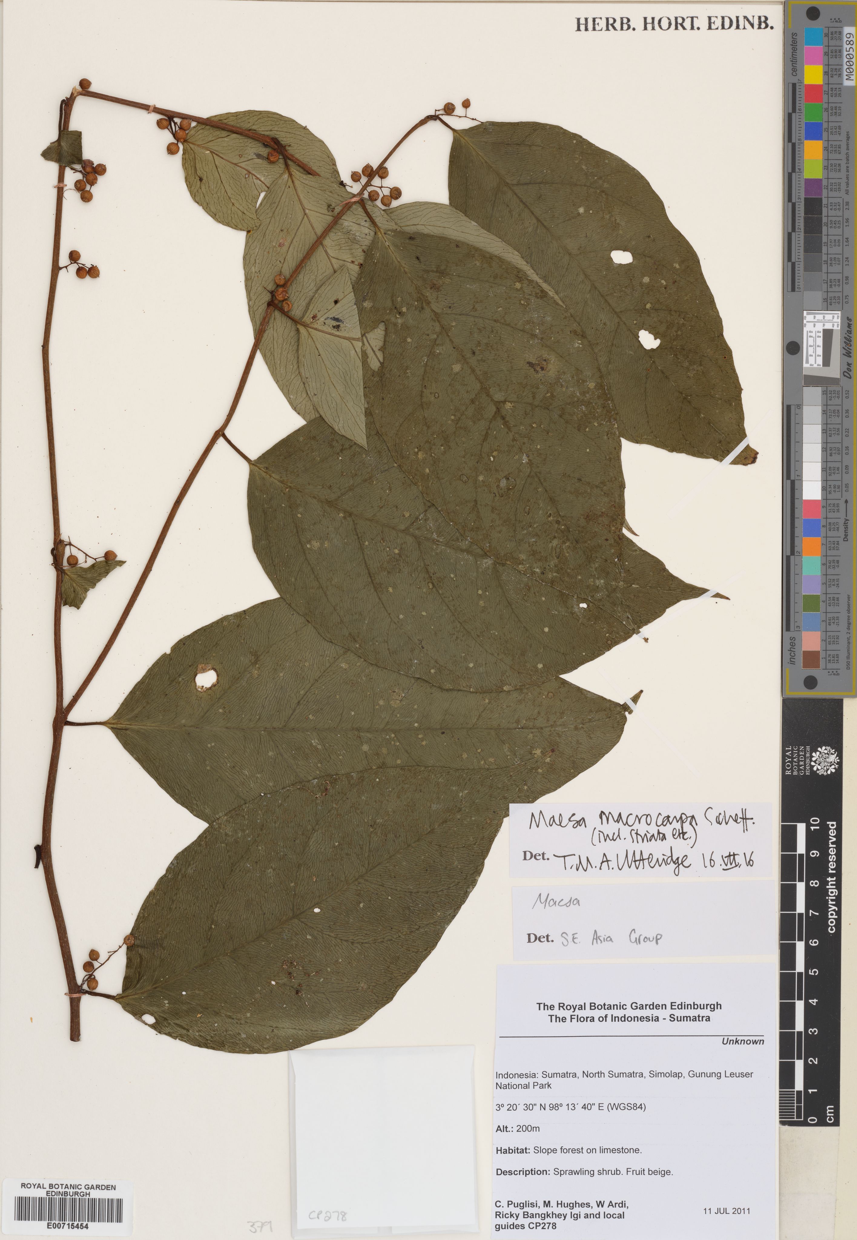 Maesa macrocarpa (Maesa macrocarpa)