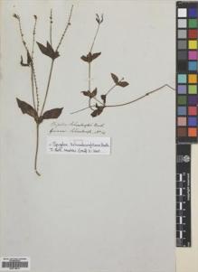 Type specimen at Edinburgh (E). Schomburgk, Robert: 14. Barcode: E00718514.
