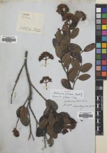 Type specimen at Edinburgh (E). Schomburgk, Robert: 85A. Barcode: E00718521.