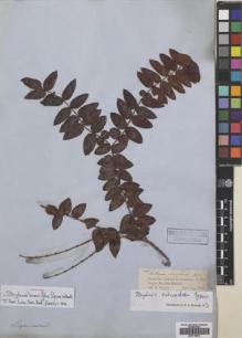 Type specimen at Edinburgh (E). Spruce, Richard: 2087. Barcode: E00718522.