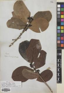 Type specimen at Edinburgh (E). Cuming, Hugh: 1271. Barcode: E00718523.