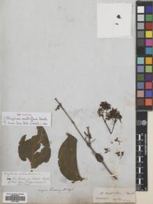 Type specimen at Edinburgh (E). Cuming, Hugh: 695. Barcode: E00718524.