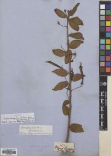Type specimen at Edinburgh (E). Gardner, George: 4970. Barcode: E00718529.