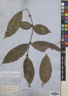 Type specimen at Edinburgh (E). Spruce, Richard: 1607. Barcode: E00718530.