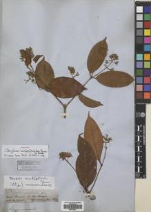 Type specimen at Edinburgh (E). Spruce, Richard: 2419. Barcode: E00718531.