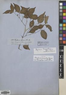 Type specimen at Edinburgh (E). Spruce, Richard: 4889. Barcode: E00718532.