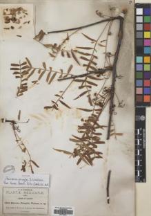 Type specimen at Edinburgh (E). Pringle, Cyrus: 2336. Barcode: E00718551.