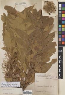Type specimen at Edinburgh (E). Forrest, George: 11410. Barcode: E00718554.