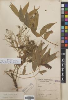 Type specimen at Edinburgh (E). Forrest, George: 16913. Barcode: E00718556.