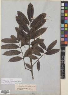 Type specimen at Edinburgh (E). Spruce, Richard: . Barcode: E00718571.