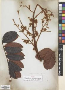 Type specimen at Edinburgh (E). Salzmann, Philipp: . Barcode: E00718572.