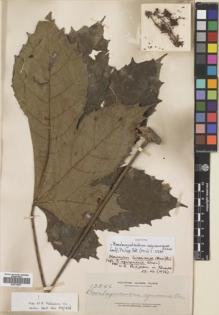 Type specimen at Edinburgh (E). Elmer, Adolph: 13546. Barcode: E00718577.