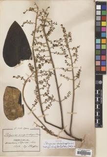 Type specimen at Edinburgh (E). Scheffler, G: 53. Barcode: E00718579.