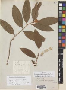 Type specimen at Edinburgh (E). Schomburgk, Robert: 561. Barcode: E00718586.