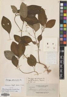 Type specimen at Edinburgh (E). Elmer, Adolph: 12364. Barcode: E00718587.