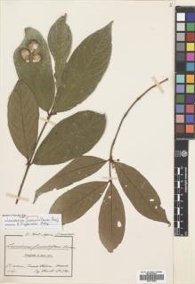 Type specimen at Edinburgh (E). Zenker, Georg; Staudt, Alios: 290. Barcode: E00718590.
