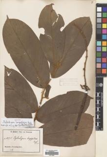 Type specimen at Edinburgh (E). Zenker, Georg: 1075. Barcode: E00718596.