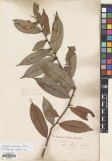 Type specimen at Edinburgh (E). Thomson, William: . Barcode: E00718605.