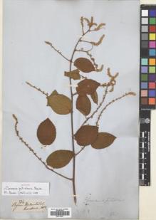 Type specimen at Edinburgh (E). Gardner, George: 734. Barcode: E00718607.