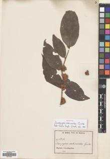 Type specimen at Edinburgh (E). Zenker, Georg: 1756. Barcode: E00718625.