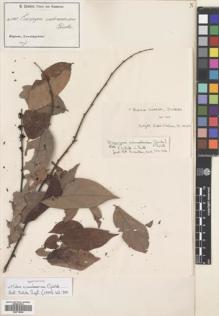 Type specimen at Edinburgh (E). Zenker, Georg: 3361. Barcode: E00718654.