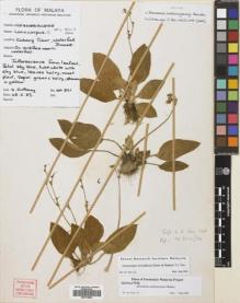 Type specimen at Edinburgh (E). Anthony, S.: SA861. Barcode: E00718664.