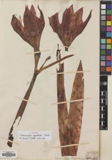 Type specimen at Edinburgh (E). Gardner, George: 688. Barcode: E00718750.