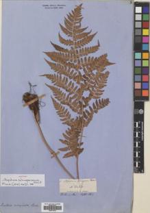 Type specimen at Edinburgh (E). Schimper, Georg: 6. Barcode: E00718752.