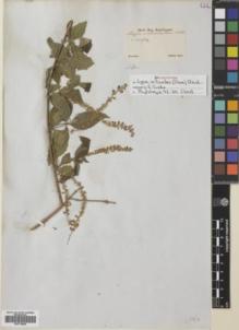 Type specimen at Edinburgh (E). Sellow, Friedrich: . Barcode: E00719000.