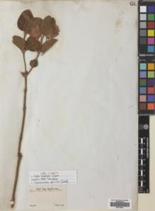 Type specimen at Edinburgh (E). Sellow, Friedrich: . Barcode: E00719001.