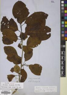 Type specimen at Edinburgh (E). Wallich, Nathaniel: 896B. Barcode: E00719089.