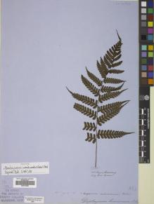 Type specimen at Edinburgh (E). Cuming, Hugh: 153. Barcode: E00719390.