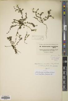 Type specimen at Edinburgh (E). Hohenacker, Rudolph: 82. Barcode: E00719415.