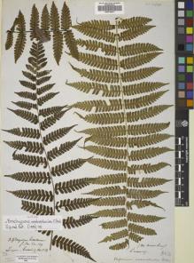 Type specimen at Edinburgh (E). Cuming, Hugh: 153. Barcode: E00719417.