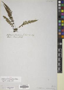 Type specimen at Edinburgh (E). Cuming, Hugh: 56. Barcode: E00719418.