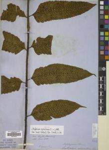 Type specimen at Edinburgh (E). Cuming, Hugh: 303. Barcode: E00719419.